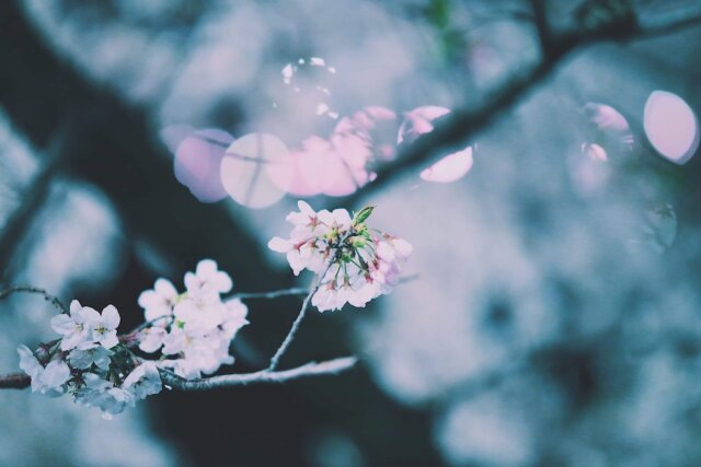 極上文學　桜の森の満開の下
